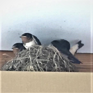 ツバメの成長